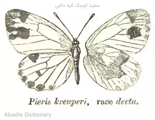 سفید کوچک کیه داغی